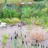 IHSE Biotop: Naturteich